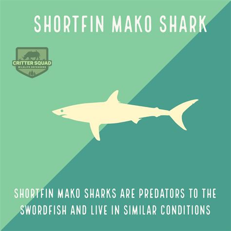 mako shark fact sheet.